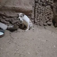 توله ماده|سگ|نیشابور, مازول|دیوار