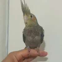 جوجه عروس هلندی نر
