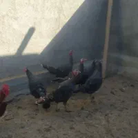 فروش بوقلمون ماده در میان راهان|حیوانات مزرعه|دینور, |دیوار