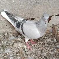 جوانه سبز دوم سفید نر