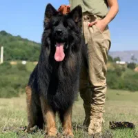 ژرمن بلک فیس|سگ|بهبهان, |دیوار