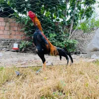 لاری خروس مرغ نسل ممتاز ها