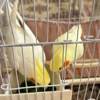 یک جفت عروس هلندی