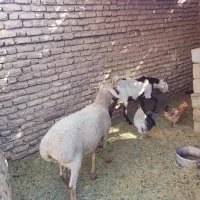 ۳تا بزکهره شهداد