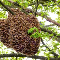 عسل طبیعی دامنه سبلان
