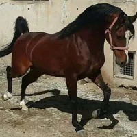 اسب دوسر عرب