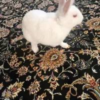 خرگوش چشم شرابی سرحال