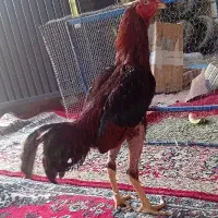 خروس لاری