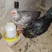 مرغ و خروس زینتی