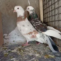 کفتر خوب تهرانی|پرنده|پاکدشت, پاکدشت (مامازند)|دیوار
