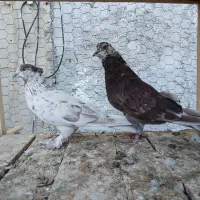 کفتر ناب کاشان|پرنده|تهران, افسریه شمالی|دیوار