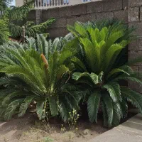 سیکاس زیبا