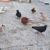 کفتر