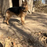 ژرمن مناسب برای باغ و ویلا