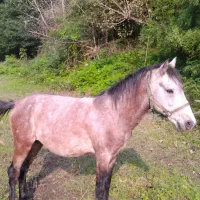 اسب کره ۳سال نیله ابرش|اسب و تجهیزات اسب‌سواری|لنگرود, |دیوار