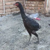 مرغ لاری|حیوانات مزرعه|ری, تصفیه خانه|دیوار