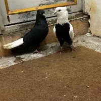 کفتر دم سفید و‌ دم‌سیاه