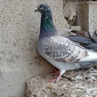 کبوتر طاووسی نر جوان