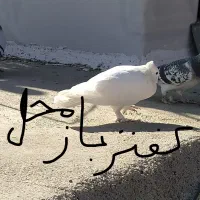 سفید بهبهونی