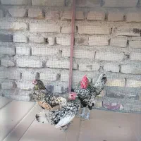 مرغ و خروس مینیاتوری