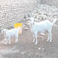 بز سانا با کهره ماده . خوش ذات