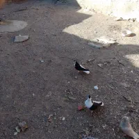 یک جفت چپ سیاه شق|پرنده|سبزوار, قصبه شرقی|دیوار