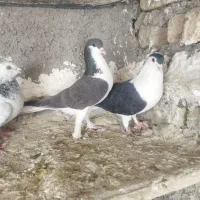 تهرانی نر|پرنده|شیروان (خراسان), |دیوار