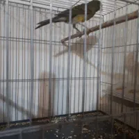 یک جفت قناری  آماده|پرنده|تهران, سازمان برنامه جنوبی|دیوار