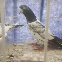 فروش کبوتر سخی رقم ۱۰و۱۲۸