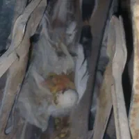 دوتا کبوتر نر گم شده|حیوانات|حمیدیا, |دیوار