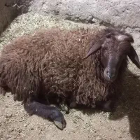 قوچ