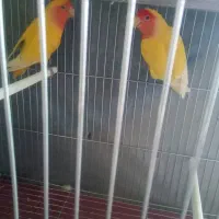 جوجهگرینچکسرلاکیوکوتوله،وکوتولهمولد|پرنده|بروجن, |دیوار