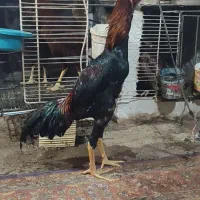 خروس لاری|حیوانات مزرعه|چگنی, |دیوار