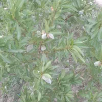 باغ در شهر وایقان ، شبستر