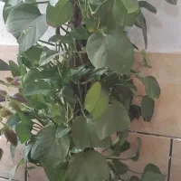 گل پتوس بلند با چوب