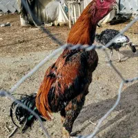 خروس لاری