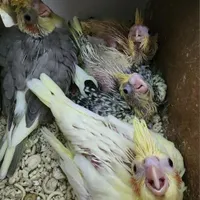 عروس هلندی سرلاکی