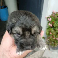 واگذاری توله میکس ژرمن