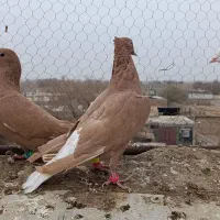 ماده دم سفید|پرنده|تربت جام, میان جام|دیوار