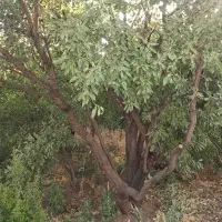 باغ۱۰۰۰متری بحر جاده آسفالت(روستای اندیس)|فروش دفتر صنعتی، کشاورزی، تجاری|قم, بلوار امین و ساحلی|دیوار