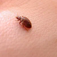 سمپاشی سم پاشی ساس سوسک صدرصدتضمینی به یک جلسه