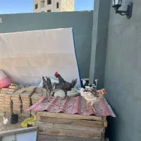 خروس