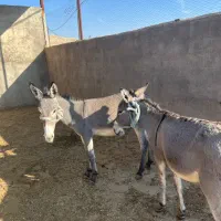 کره خر نر و ماده|حیوانات مزرعه|مسجد سلیمان, |دیوار