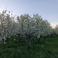 باغ جوان ومثمر