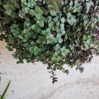چمن عروس ونخل مرداب