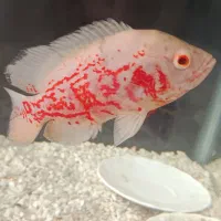 اسکار سیاه و اسکار سفید