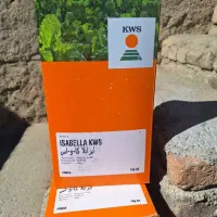بذر چغندر ایزابلا اصلی kws آلمان