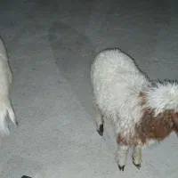 گوسفند|حیوانات مزرعه|حمیدیه, |دیوار