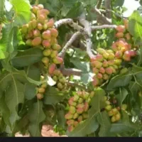 فروش نهال پسته اصلاح شده