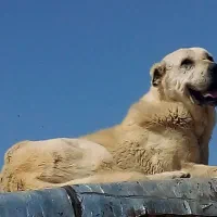 سگ گوسفندی|سگ|شیروان (خراسان), |دیوار